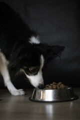 Border Collie Eating Pet Food in Bowl