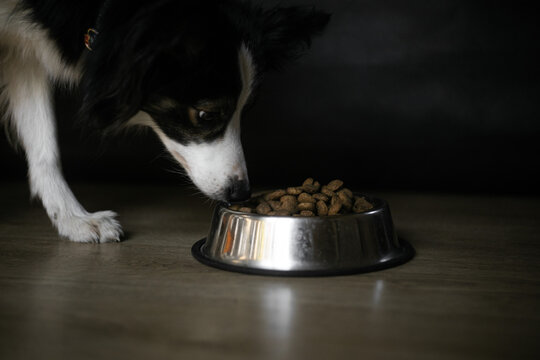 Border Collie Sniff Dog Food In Bowl