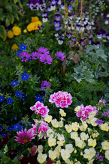 Vibrant Flowers in Pink Blue Purple and Yellow in Traditional COttage Garden