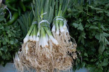 outdoor market where green fresh greens, bows with small white onions are tied in bundles.