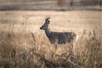 deer in the forest