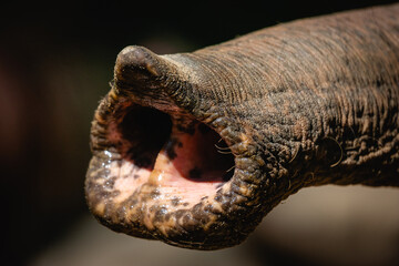 close up of a trunkof an elephant