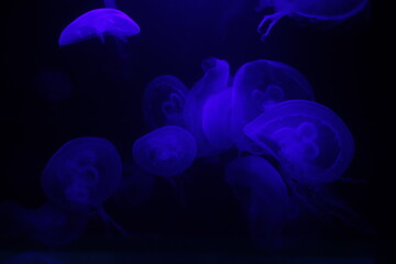 Meduzy w fioletowym świetle na ciemnym tle - obrazy, fototapety, plakaty