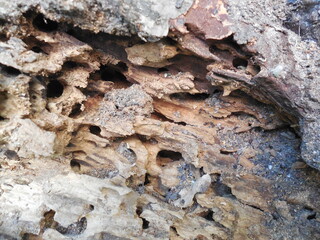 The wood of an old tree, heavily damaged by bark beetles, ants and other woodworm insects.