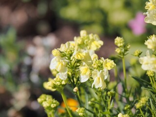 リナリア（姫金魚草）の花