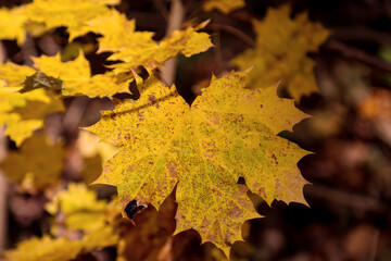Fototapeta na wymiar Bunt gefärbtes Laub an Bäumen im Herbst. Herbstlandschaft. 