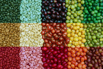 ethiopia flag background coffee beans raw dry cherry for background.Robusta and arabica  coffee berries by agriculturist hands,Worker Harvest arabica coffee berries on its branch, harvest concept.