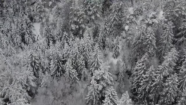 Soaring Over Snow Covered Trees Dingle Sweden Mountain Scape 4K 30fps
