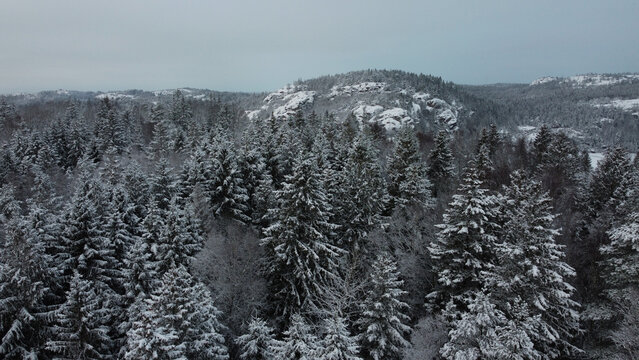 Snow Covered Trees Swedish Mountain Dingle Horizon