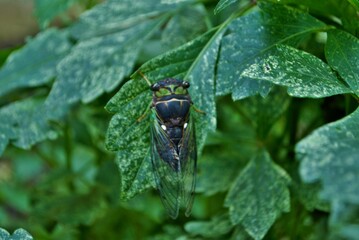 Close up of a green cicada insect bug on a plant