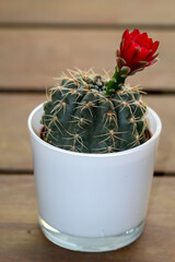 Ein kleiner Kaktus mit einer roten Blüte.
