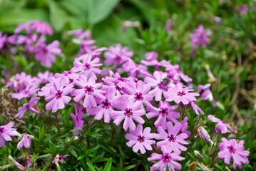 Fototapeta premium Small pink flowers blooming in the garden spring