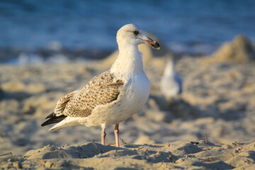 Portrait einer Mantelmöwe. Eine Möwe an der Ostsee.
