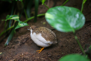 Nahaufnahme, Portrait einer Zwergwachtel, eine Art der Fasanenartigen (Phasianidae)
