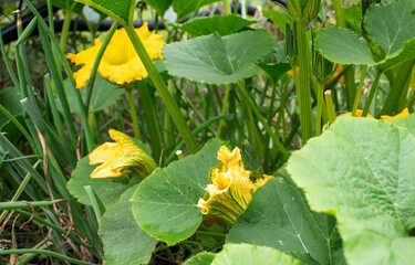 Yellow pumpkin flower in the garden