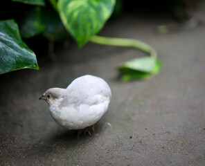 Nahaufnahme, Portrait einer Zwergwachtel, eine Art der Fasanenartigen (Phasianidae)
