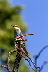 European Bee-eater, Kruger National Park