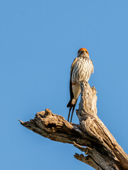 Lesser striped swallow perched on a dead tree in Mjejane, Kruger National Park, South Africa. 
