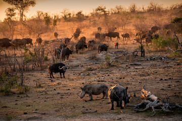 Rhinoceros and calf surrounded by a herd of buffalo at sunset in the Kruger National Park.   - obrazy, fototapety, plakaty