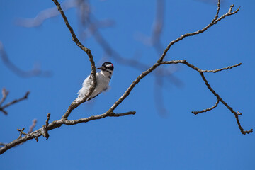 Male downy woodpecker uses his tongue to pull out insects