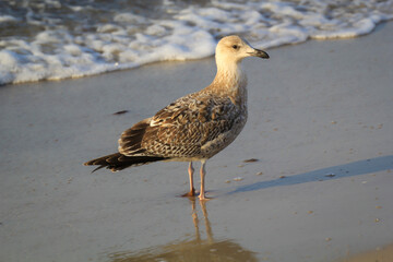 Portrait einer Mantelmöwe. Eine Möwe an der Ostsee.
