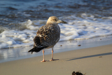 Portrait einer Mantelmöwe. Eine Möwe an der Ostsee.
