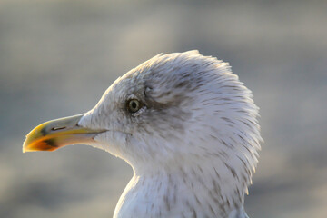 Portrait einer Mantelmöwe. Eine Möwe an der Ostsee.
