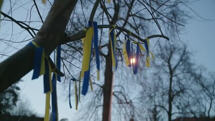Wind Waves Ukrainian Flag Color Ribbons on Tree Branches