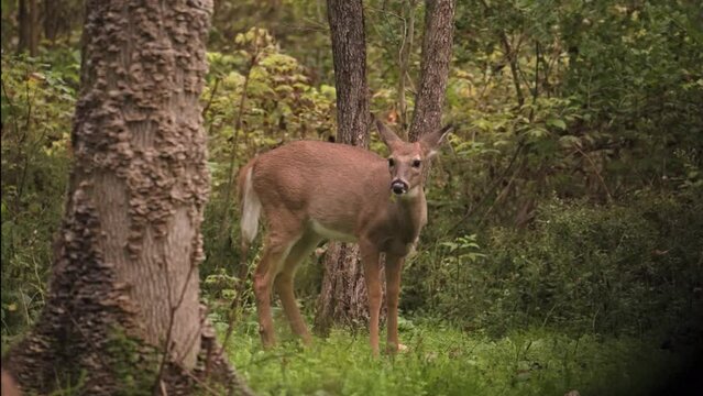 Button Buck Eating Clover - Whitetail Deer Male Fawn Eating In The Wilderness