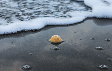 Shell on the beach at sunrise or sunset. Seashell on the summer beach with sand and wave. Summer...