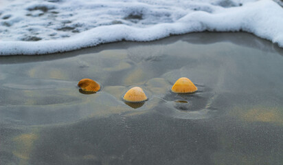 Shell on the beach at sunrise or sunset. Seashell on the summer beach with sand and wave. Summer...
