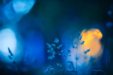 Orchard grass, cat grass, Dactylis glomerata against defocused background, bokeh lights. Summertime dusk.