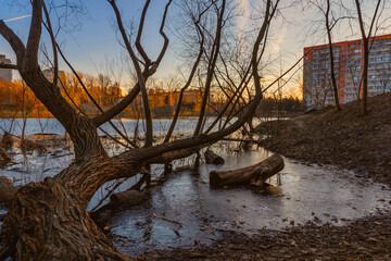 On a sunny morning, a large leafless tree bent over the city pond. Urban landscape.