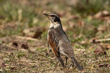 体を伸ばし振り返るツグミ
