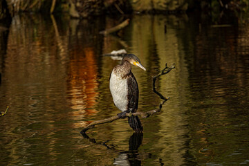 Kormoran