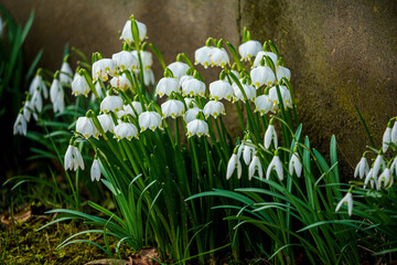 spring snowdrops in the garden