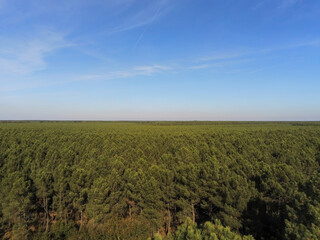 Forêt de pins, vue aérienne proche de Lacanau, Gironde