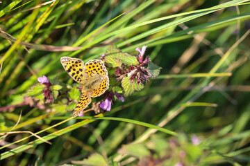 Ansicht eines kleinen Perlmuttfalters auf einer Wiese.
 Ein Schmetterling auf einer Wiese,...