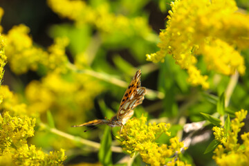 Ein kleiner Feuerfalter sitzt auf einer Pflanze auf einer Wiese. Ein Schmetterling auf einer Wiese, Wiesenpflanze. Wunderschöne Schmetterlinge Deutschlands.
