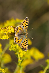 Ansicht eines kleinen Perlmuttfalters auf einer Wiese.
 Ein Schmetterling auf einer Wiese, Wiesenpflanze. Wunderschöne Schmetterlinge Deutschlands.
