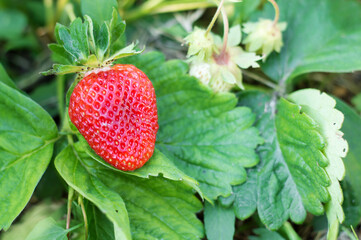 Industrial cultivation of strawberries plant. Bush with ripe red fruits strawberry in summer garden bed. Natural growing of berries on farm.
