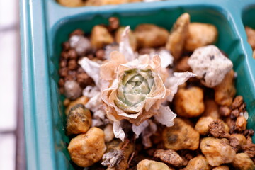 多肉植物