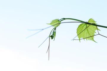 Fresh Green grape vine one branch leaves, low angle view, against grey white cloudy sky background with copy space on the left bottom side
