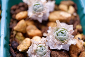 多肉植物