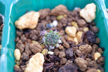 多肉植物