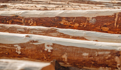 Construction site of wooden houses made of solid cedar logs