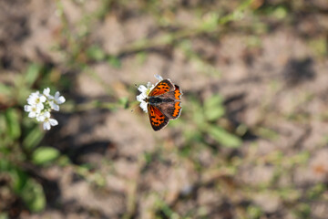 Ein kleiner Feuerfalter sitzt auf einer Pflanze auf einer Wiese. Ein Schmetterling auf einer Wiese, Wiesenpflanze. Wunderschöne Schmetterlinge Deutschlands.

