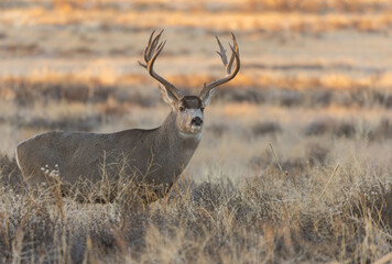 Naklejka na ściany i meble Buck Mule Deer in Fall in Colorado