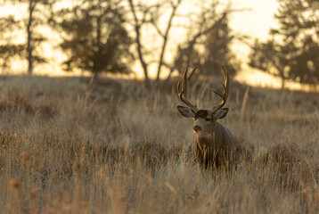 Buck Mule Deer in Fall in Colorado
