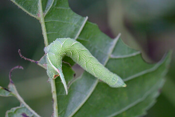 Die Raupe eines Schmetterlings an einer Pflanze.
